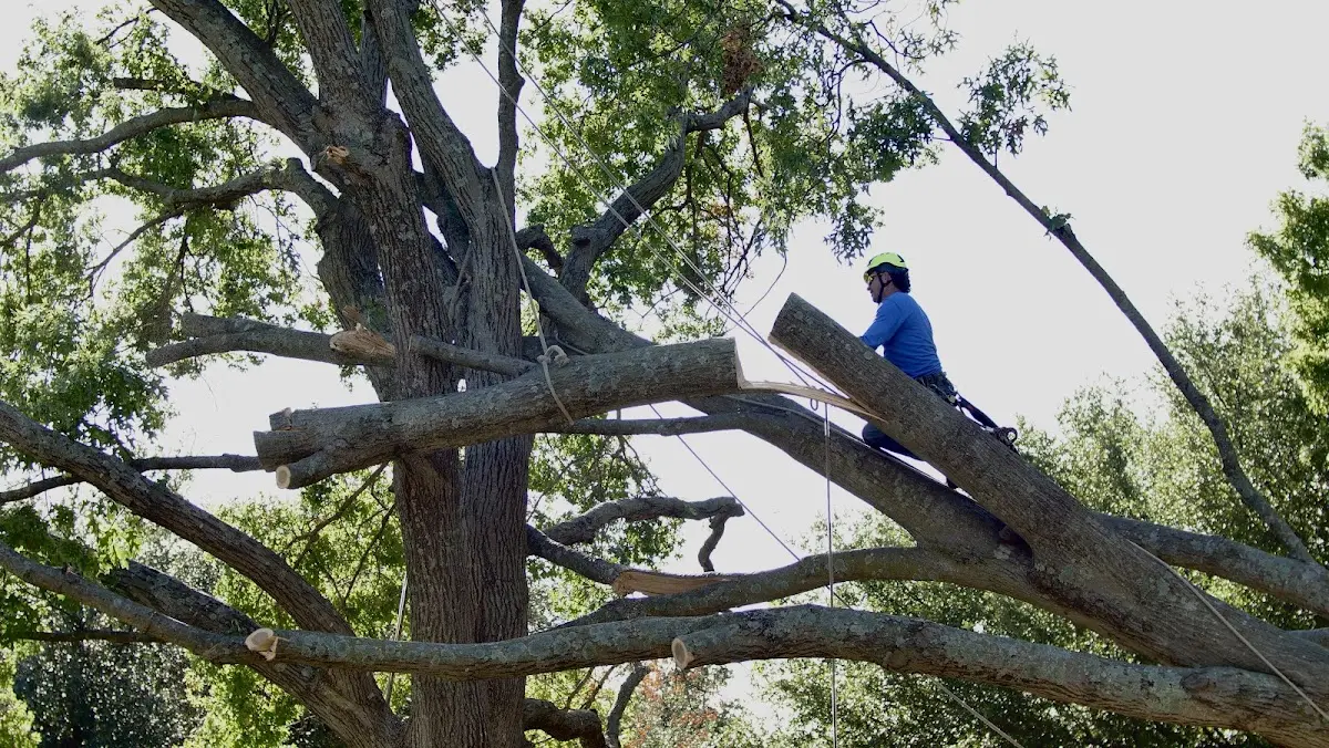 Professional Hazardous Tree Removal performed by certified arborists in North Augusta