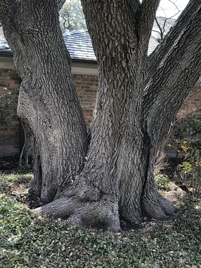 Mature heritage tree close to a North Augusta property cared for by certified arborists
