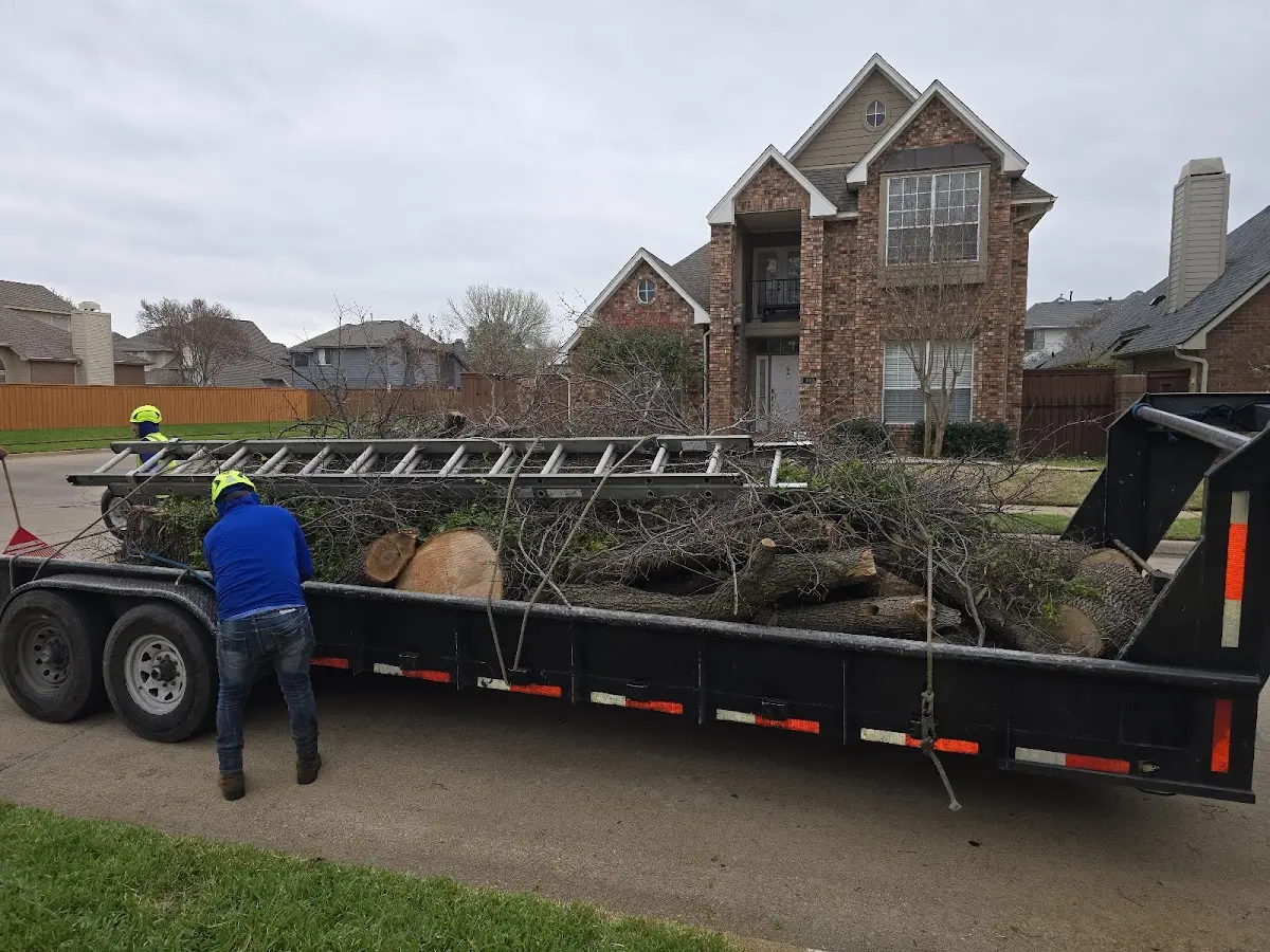 Expert Tree Removal with proper safety equipment in North Augusta